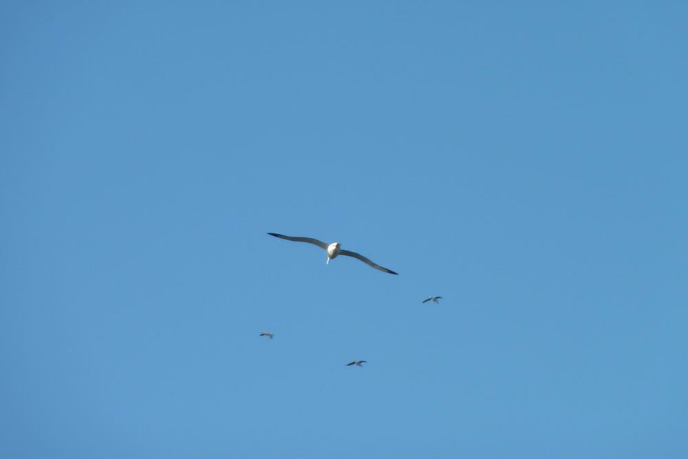 385_albatros na poloostrově Otago.JPG