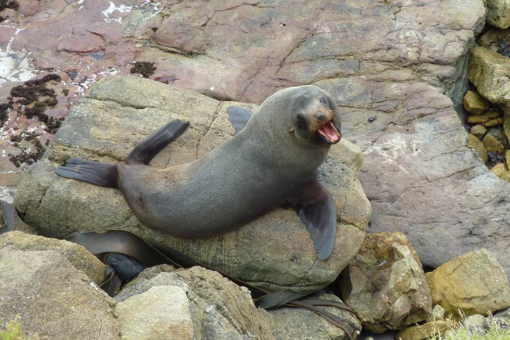 397_tulení kolonie Shag Point.JPG